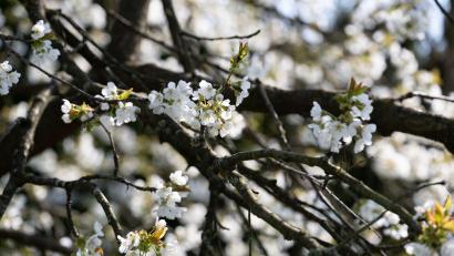Bild: Pia Bayer/dpa
Erst am Montag soll sich die Sonne wieder zeigen. (Symbolbild)