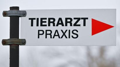 Bild: Patrick Pleul/dpa
Tierheime beklagen höhere Kosten bei der Behandlung von Tieren. (Symbolbild)