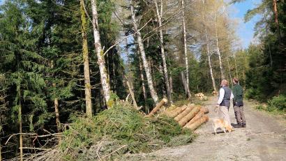 Bild: Christoph Hübner
Was nach einem starken Eingriff in den Kemnather Stadtwald aussieht, ist laut Amt für Ernährung, Landwirtschaft und Forsten eine gezielte Maßnahme für eine größere Artenvielfalt.