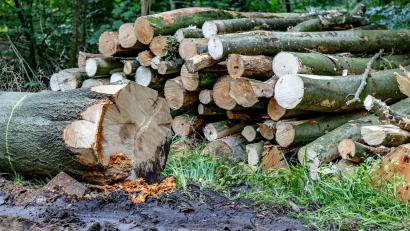 Bild: Axel Heimken/dpa
Geschlagene Buchenstämme liegen an einem Waldweg. (zu dpa: „Etwas mehr Holz 2025 im Staatswald geerntet“)