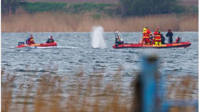 Bild: Jens Büttner/dpa
Greenpeace: „Der Stress für das Tier ist enorm.“
