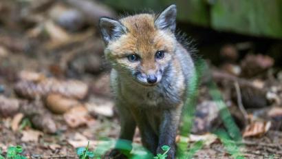 Symbolbild: Thomas Warnack/dpa
Die Feuerwehr entdeckte vier Fuchsjunge.