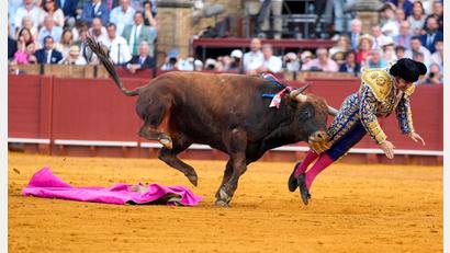Bild: Joaquín Corchero/EUROPA PRESS/dpa
Der mehr als 500 Kilogramm schwere Bulle Clandestino spießte den Star-Torero von hinten auf.