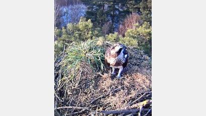 Bild: Forstrevier Eschenbach
Das Bild zeigt einen der Fischadler am Obersee Eschenbach – ein unberingtes Männchen. Laut Martin Gottsche vom Forstrevier Eschenbach ist das Adlerpaar aktuell mit dem Auskleiden des Horstes beschäftigt.