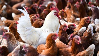 Symbolbild: Felix Kästle/dpa
Die Vogelgrippe oder Geflügelpest kann auch Hühner befallen. Die Infektionskrankheit verläuft bei vielen Vogel- und Geflügelarten häufig tödlich.