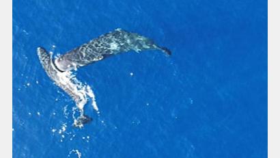 Bild: -/Association Tursiops/dpa
Ein junger Pottwal rammt einen anderen seitlich mit dem Kopf.