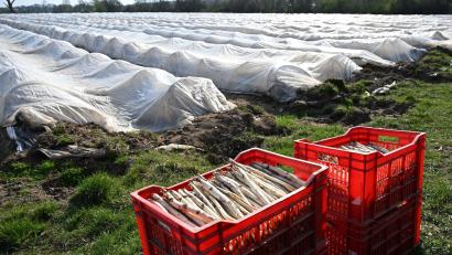 Bild: Michael Brandt/dpa
Teure Handarbeit: Spargelanbau in Deutschland. (Archivbild)