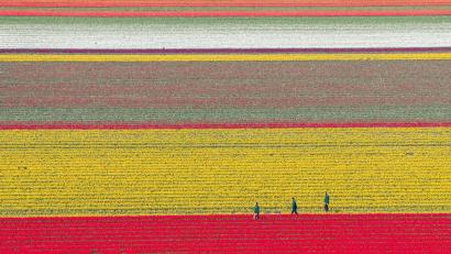 Bild: Julian Stratenschulte/dpa
Tulpen wachsen zur Zwiebelvermehrung auf einem Tulpenfeld des Eickenhofs im Landkreis Gifhorn.