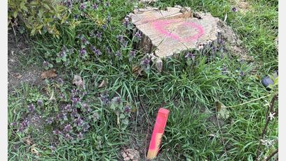 Bild: san
Nach der Kritik des Bunds Naturschutz, dass viele Bäume aus dem Amberger Stadtgebiet verschwunden sind, hat nun die Stadt gekontert.