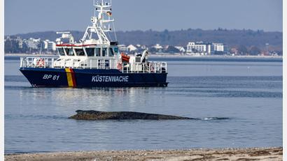 Bild: Ulrich Perrey/dpa
Ein Wal ist an der Ostseeküste vor Niendorf gestrandet, im Hintergrund ein Boot der Küstenwache. Die Polizei hat das Gelände abgesperrt, um das Tier nicht zu beunruhigen.