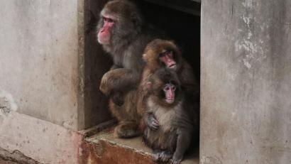 Bild: Hiro Komae/AP/dpa
Aus Punch ist ein kleiner Rabauke geworden. (Archivbild)