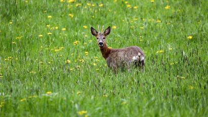 Bild: Thomas Warnack/dpa
Ein Wilderer hat einen Rehbock erschossen. (Symbolbild)