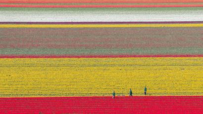 Bild: Julian Stratenschulte/dpa
Bunt leuchten Tulpen auf einem Feld im Landkreis Gifhorn.