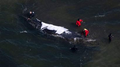 Bild: Philip Dulian/dpa
Der Wal steckt bis mindestens Sonntag weiter vor der Insel Poel fest.
