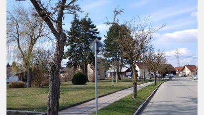 Bild: Franz Scharf, Stadt Schwandorf
Die betroffenen Weißdorn-Bäume in Schwandorf-Dachelhofen.