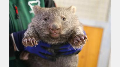 Bild: Tobias Junghannß/dpa
Wonneproppen: Ein Wombat-Baby wird im Bergzoo in Halle gehalten.