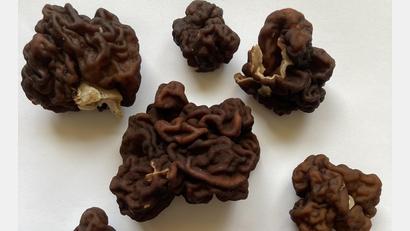 Bild: Norbert Griesbacher
Giftlorcheln fand ein Weidener auf ausgebrachtem Rindenmulch in seinem Garten. Experten sind überrascht und warnen: nicht essen! Die Hutstruktur von Giftlorcheln erinnert an die Struktur eines Gehirns. Es besteht Verwechslungsgefahr mit den essbaren Spitzmorcheln. Im Zweifel gilt: Immer einen Pilzberater hinzuziehen.