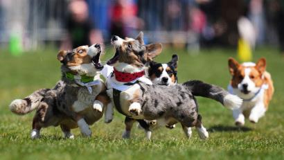 Bild: Petr David Josek/AP/dpa
Prag: Kurze Beine, großes Tempo – Corgis beim tschechischen Corgi Run