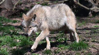 Symbolbild: Bernd Weißbrod/dpa
Im Oktober 2025 wurde ein junger Wolf tot aufgefunden. Nun ist klar, dass das Tier erschossen wurde. Der Täter wurde allerdings nicht gefasst.