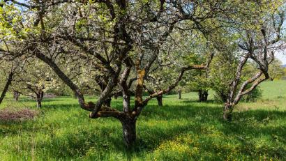 Symbolbild: Jörg Halisch/dpa
Das Projekt „Mein Baum“ ermöglicht es Bürgern im Landkreis Schwandorf, Bäume in Städten und Dörfern über eine App zu erfassen.