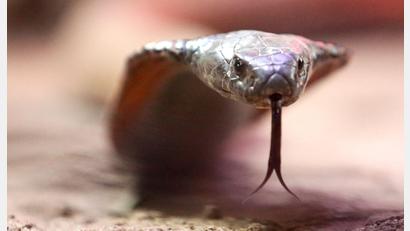 Symbolbild: Roland Weihrauch/dpa
Die Schlange - mutmaßlich eine Kobra - war nach Angaben der Polizei in die Hose des Urlaubers gekrochen.
