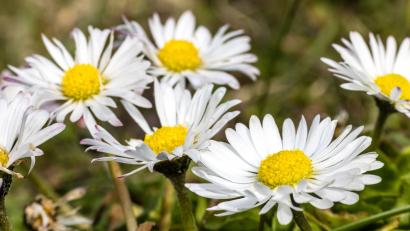 Bild: Frank Hammerschmidt/dpa
Gänseblümchen und Co. einfach stehenlassen: Was Gartenbesitzer zugunsten der Artenvielfalt beachten sollten. (Symbolbild)