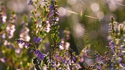 Symbolbild: Jens Kalaene/dpa/dpa-tmn
Nicht gerade beliebt, aber äußerst nützlich: Spinnen sind unterschätzte Helfer im Garten.