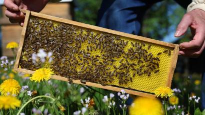 Bild: Karl-Josef Hildenbrand/dpa
Ein Imker hat nach einem Bienenstich einen anaphylaktischen Schock erlitten. (Symbolbild)