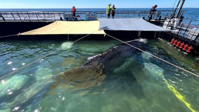 Bild: Jens Schwarck/Rettungsinitiative/dpa
Bald soll der Buckelwal vom Kahn schwimmen.
