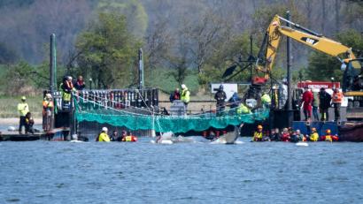 Bild: Philip Dulian/dpa
Das Tier bewegte sich durch eine zuvor ausgebaggerte Rinne in die sogenannte Barge, nachdem Helfer ihn zuvor mit Gurten in diese Richtung gezogen hatten.