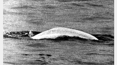 Bild: picture alliance / dpa
Weißer Wal im trüben Rhein: Fast einen Monat lang war Moby Dick 1966 zwischen Duisburg und Rheinland-Pfalz unterwegs.