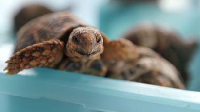 Archivbild: picture alliance / dpa
Indische Sternschildkröten sind in Asien wegen ihrer auffälligen Panzerzeichnung sehr beliebt.