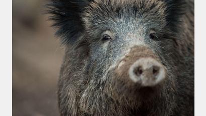 Bild: Lino Mirgeler/dpa
Übler Gestank: Acht Wildschweinkadaver waren in dem Anhänger gelagert. (Symbolbild)