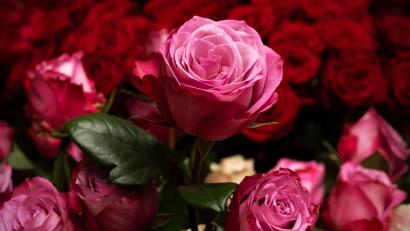 Bild: Soeren Stache/dpa
Die Rose ist die mit Abstand beliebteste Schnittblume in Deutschland. (Archivbild)