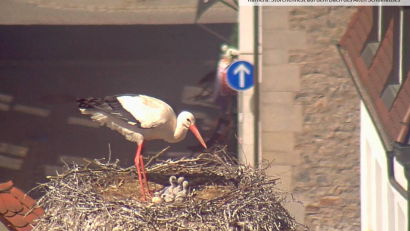 Screenshot: Webcam Stadt Weiden
Die Storchenjungen schmiegen sich eng aneinander. Sie sind erst knapp eine Woche alt. Mama Storch (sie trägt den Ring links) kümmert sich um den Nachwuchs, während ihr Partner auf Futtersuche ist.