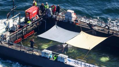 Bild: Christoph Reichwein/dpa
Ostsee bei Aarhus: Buckelwal auf großer Reise – Schlepper „Fortuna B“ zieht die Barge Richtung Nordsee