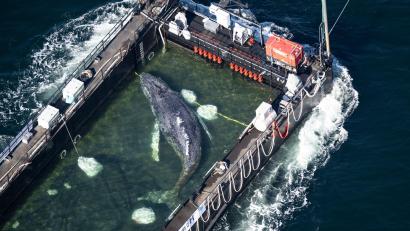 Bild: Philip Dulian/dpa
In einer Art stählernem Aquarium wird der Poeler Buckelwal Richtung Nordsee geschleppt.