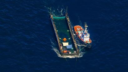 Bild: Christoph Reichwein/dpa
Das Transportschiff mit dem Wal ist seit mehreren Tagen unterwegs.