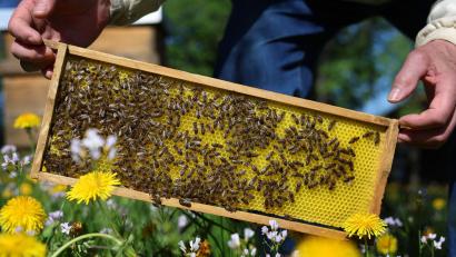 Bild: Karl-Josef Hildenbrand/dpa
Noch sind die bayrischen Bienen auf der sicheren Seite. Experten rechnen aber damit, dass sie bald von einer neuen Milbe befallen werden. (Archivbild)