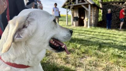Bild: gri
"Alexa" hat den Ausflug zur Tiersegnung bei der Holzscheitlkapelle genossen.