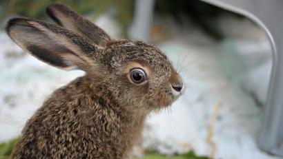 Bild: Malin Wunderlich/dpa
Der kleine Feldhase wird in einer Münchner Wildtierstation aufgepäppelt.