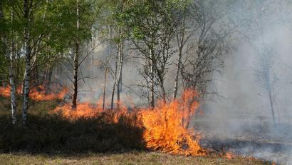 Bild: Manuel Genolet/dpa
Der Waldbrand in Jüterbog in Brandenburg breitet sich aus