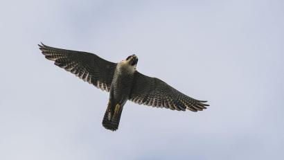 Bild: Patrick Pleul/dpa-Zentralbild/dpa
Das erste Küken des Jahres der Wanderfalken auf der Nürnberger Kaiserburg ist da. (Symbolbild)