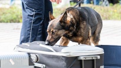 Bild: Hauptzollamt Regensburg
Zollhund "Cessy" in Aktion.