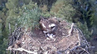 Bild: Webcam Stadt Eschenbach
Die Fischadler am Rußweiher in Eschenbach sind mitten im Brutgeschäft. Seit 27. April 2026 liegen vier Eier im Horst. Eines davon ist schneeweiß – eine Besonderheit.