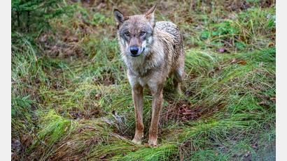 Bild: Armin Weigel/dpa
Ein Wolf ist in die Innenstadt von Füssen gelaufen. (Archivbild)