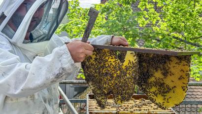 Bild: Stephan Huber
Alexander Lotter gibt sein Wissen über Bienen im Kindergarten An der Allee an die Kinder weiter– hier holt er gerade einen Brutrahmen mit Waben aus dem Bienenkasten.
