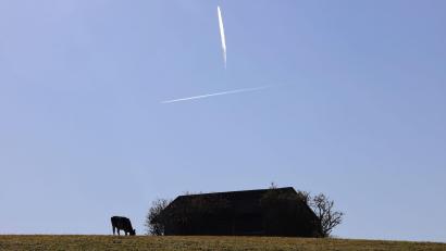 Bild: Karl-Josef Hildenbrand/dpa
Die Jungrinder brachen nachts aus ihrer Weide aus. (Symbolbild)