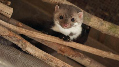 Bild: Philipp Schulze/dpa/dpa-tmn
Überraschung: Die Feuerwehr rettete keine Katze, sondern ein Marderbaby. (Symbolbild)