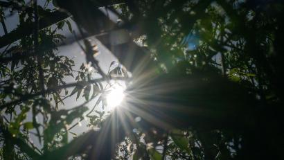 Bild: Pia Bayer/dpa
Die sonnigen Tage haben viele Menschen erfreut - doch Landwirte und Winzer hoffen nun auf Regen. (Archivbild)